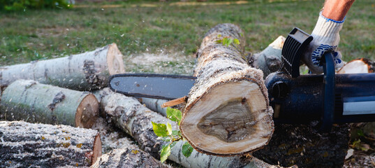 Chain saw operation. A worker cuts logs for firewood with a chain saw.