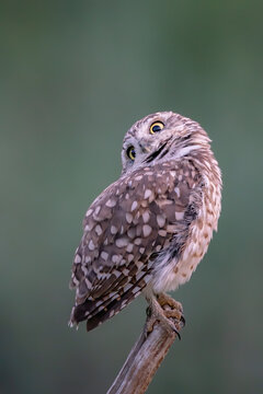 Funny Burrowing owl (Athene cunicularia) tilts his head in curiosity as he spots a photographer taking his picture.