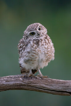 Funny Burrowing owl (Athene cunicularia) tilts his head in curiosity as he spots a photographer taking his picture.