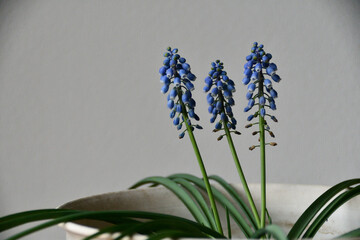 ムスカリの青い花