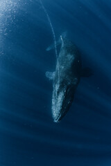 Naklejka premium A Humpback Whale breathe out