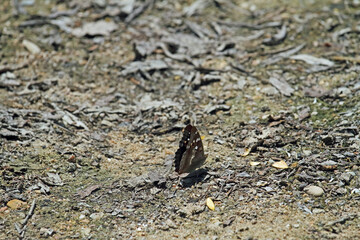 großer Schillerfalter