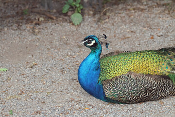 Pfau