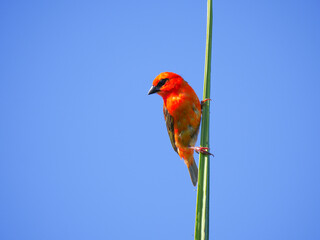 Red Fody Cardinal bird isolated on blue sky