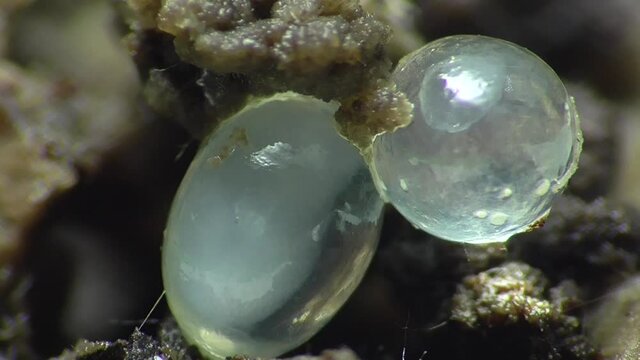Schneckeneier, Embryos bei der Entwicklung und Bewegung