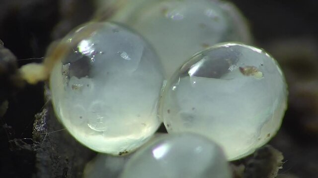 Schneckeneier, Embryos bei der Entwicklung und Bewegung