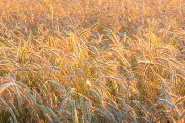 golden wheat field