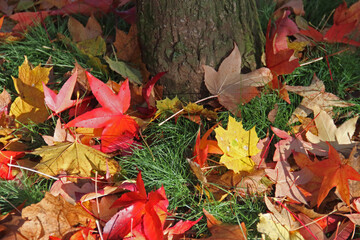 Herbstlaub