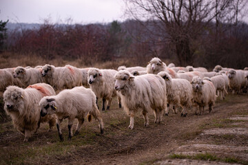 Fototapeta premium flock of sheep, lambs and rams on the road. farm animals on the hill