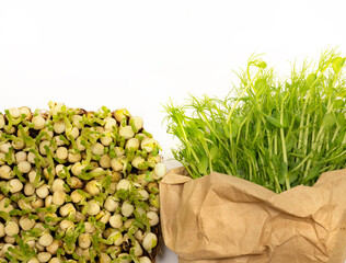 Freshly cut microgreens peas in a paper bag and rooted microgreens peas. Vegan and healthy eating concept. Growing sprouts.