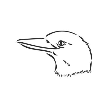 recommend clip art: black outlined kookaburra bird-vector drawing, kookaburra vector sketch illustration on white background