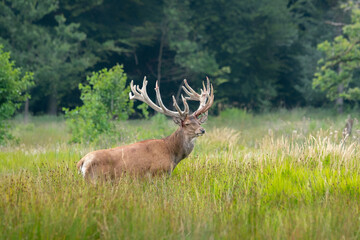 Red deer (Cervus elaphus) after rubbing the antlers on branches, velvet is falling off. On the field of National Park Hoge Veluwe in the Netherlands. Forest in the background.