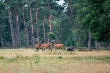 Red deers (Cervus elaphus) and wild boars (Sus scrofa) on the field of National Park Hoge Veluwe in the Netherlands. Forest in the background.