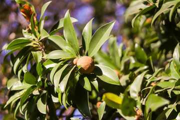 Sapodilla fruit for healthy. Sapodilla fruit,chiku or sapodilla is still young with the scientific...