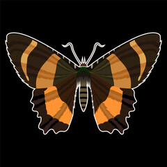 Vector polygonal butterfly. Low poly animal illustration. Triangle insect color image.