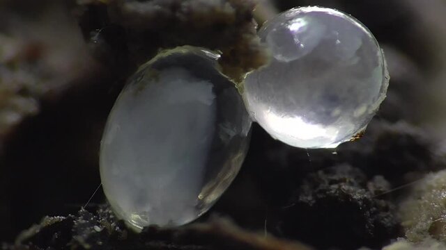 Schneckeneier, Embryos bei der Entwicklung und Bewegung