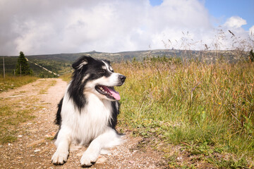 border collie is lying  on the road in czech mountain Krkonose. He is so funny