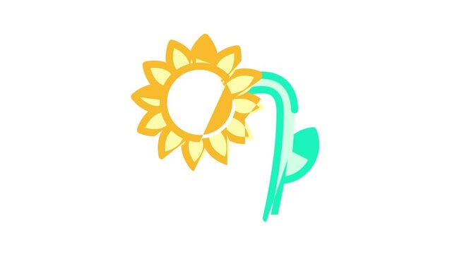 sunflower plant color icon animation