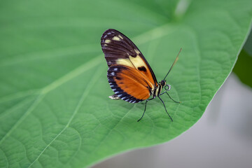Beautiful Tiger longwing (Heliconius hecale) on a leaf in the amazon rainforest in South America. Presious Tropical butterfly . Blurry green background.