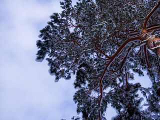 Winter background - fluffy pine branches covered with snow against the sky, bottom view up