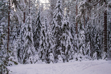 Forest after a heavy snowfall. Winter ponamramny landscape. Morning in the winter forest with freshly fallen snow