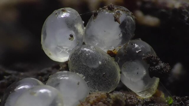 Schneckeneier, Embryos bei der Entwicklung und Bewegung