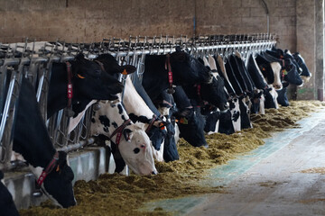 vacas en granjas de cantabria
