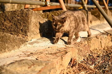 唐松山の地域猫