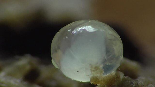 Schneckeneier, Embryos bei der Entwicklung und Bewegung