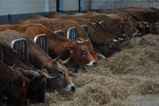 vacas en granjas de cantabria