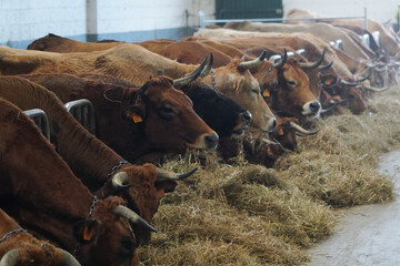 vacas en granjas de cantabria