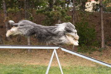 Dog Bearded Collie in agility balance beam.  Amazing day on czech agility competition. They are middle expert it means A2.
