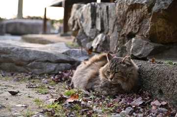 唐松山の地域猫