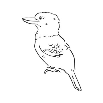 recommend clip art: black outlined kookaburra bird-vector drawing, kookaburra vector sketch illustration on white background