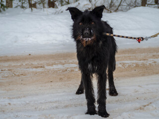 Black pet dog with snow.. Playing with the snow. Adorable dog enjoying her time, winter time. Copy space