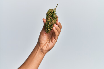 Hand of hispanic man holding marijuana bud cannabis over isolated white background.