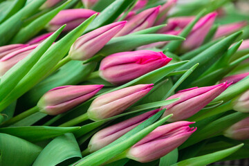 Bouquet of pink tulips close-up, a beautiful bouquet of tulips on the background of nature. Spring landscape. Floral background