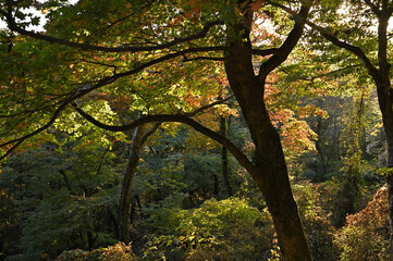 Obraz premium 唐松山神社