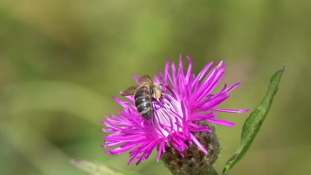 Bee collects nectar and pollen on a brown knapweed flower