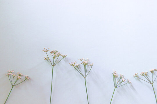 “Dainty Flowers” Images – Browse 128 Stock Photos, Vectors, and Video