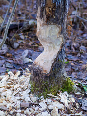 Beavers building a dam in a river in the middle of forest. Macro shot of a large linden tree stump is the woods, chewed by beavers in early autumn. Sawdust is all around the tree.