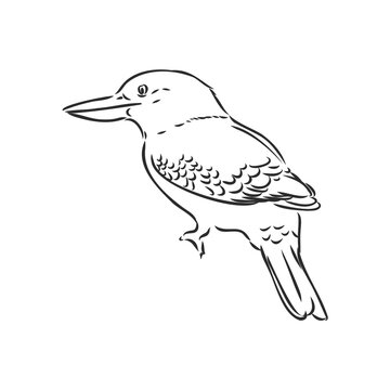 recommend clip art: black outlined kookaburra bird-vector drawing, kookaburra vector sketch illustration on white background