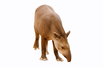 Closeup to Tapir animal isolated on white background