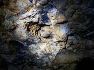 Fossilized corals in the Karst Cave 