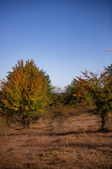 shrub of crataegus monogyna. hawthorn during ripening. natural medicinal plant in the autumn season