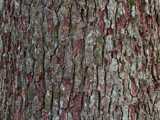 Pine bark close up. Tree bark texture.
