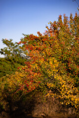 Fototapeta premium shrub of crataegus monogyna. hawthorn during ripening. natural medicinal plant in the autumn season