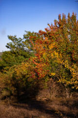 Obraz premium shrub of crataegus monogyna. hawthorn during ripening. natural medicinal plant in the autumn season