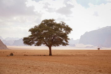 Fototapeta na wymiar a lone tree grows in the desert of Wadi Rum, a bedouin with camels walks on the horizon, the outlines of the mountains are in the smoke in the distance, Jordan