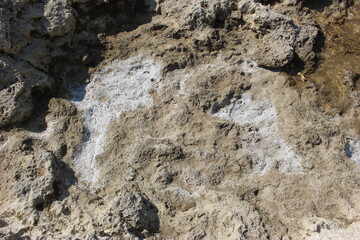 Taches de sel séché au soleil à marée basse
